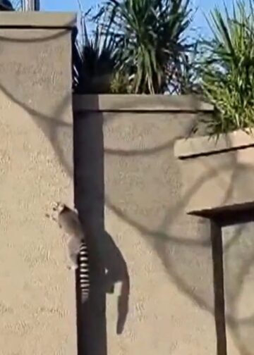 Ringstaartmaki’s klimmen uit nieuw verblijf in Artis