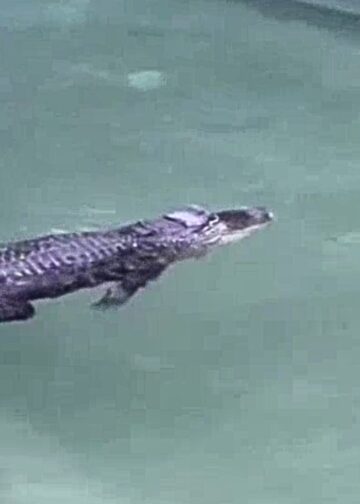 Alligator grijpt knuffel van bezoeker in Pairi Daiza: ‘Strikt verboden’