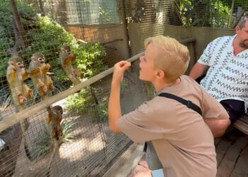 Vlogfamilie Bellinga plaagt doodshoofdapen in dierentuin: ‘Dit is flauw’
