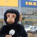 Diergaarde Blijdorp gaat samenwerking aan met IKEA