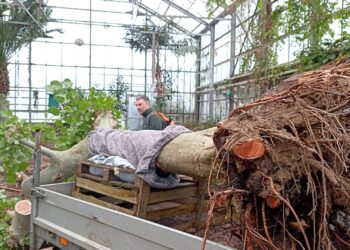 Burgers’ Zoo krijgt gigantische planten van dierentuin die stopt