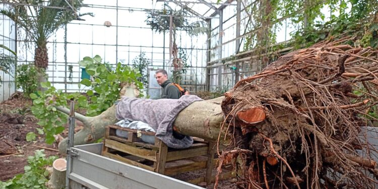 Beeld: Gerard van Buiten