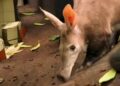 Nederland heeft tijdelijk twee dierentuinen met aardvarkens