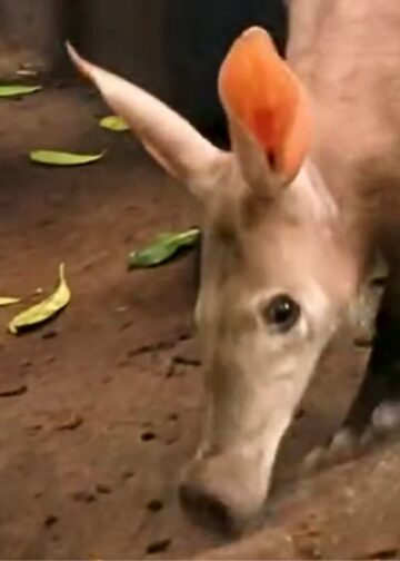 Nederland heeft tijdelijk twee dierentuinen met aardvarkens