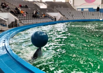 Roemeens dolfinarium breidt uit, maar kan geen nieuwe dolfijnen krijgen