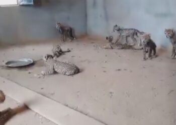 Handel in cheeta’s mogelijk ingeperkt door miljoenenboetes en celstraffen