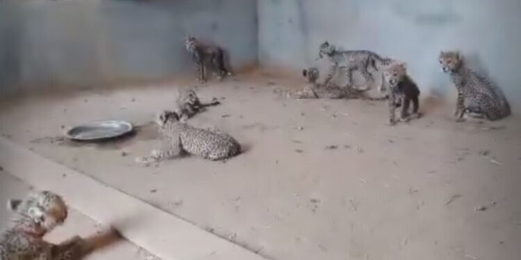 Cheeta's in een kamer in Jemen, die op social media worden verkocht. / Beeld: Stichting Spots