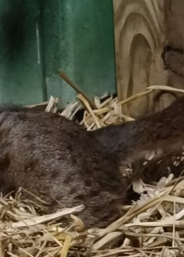 Kleinste katachtige ter wereld gearriveerd in Zuid-Hollands dierenpark