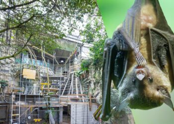 Oudste dierentuin ter wereld bouwt gigantisch vleermuizenverblijf