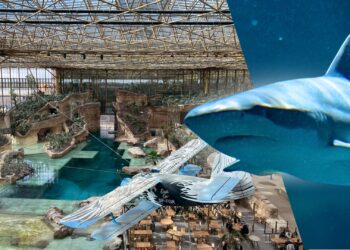 Haaien arriveren in megakas Pairi Daiza, vlak voor opening onderwaterhotel