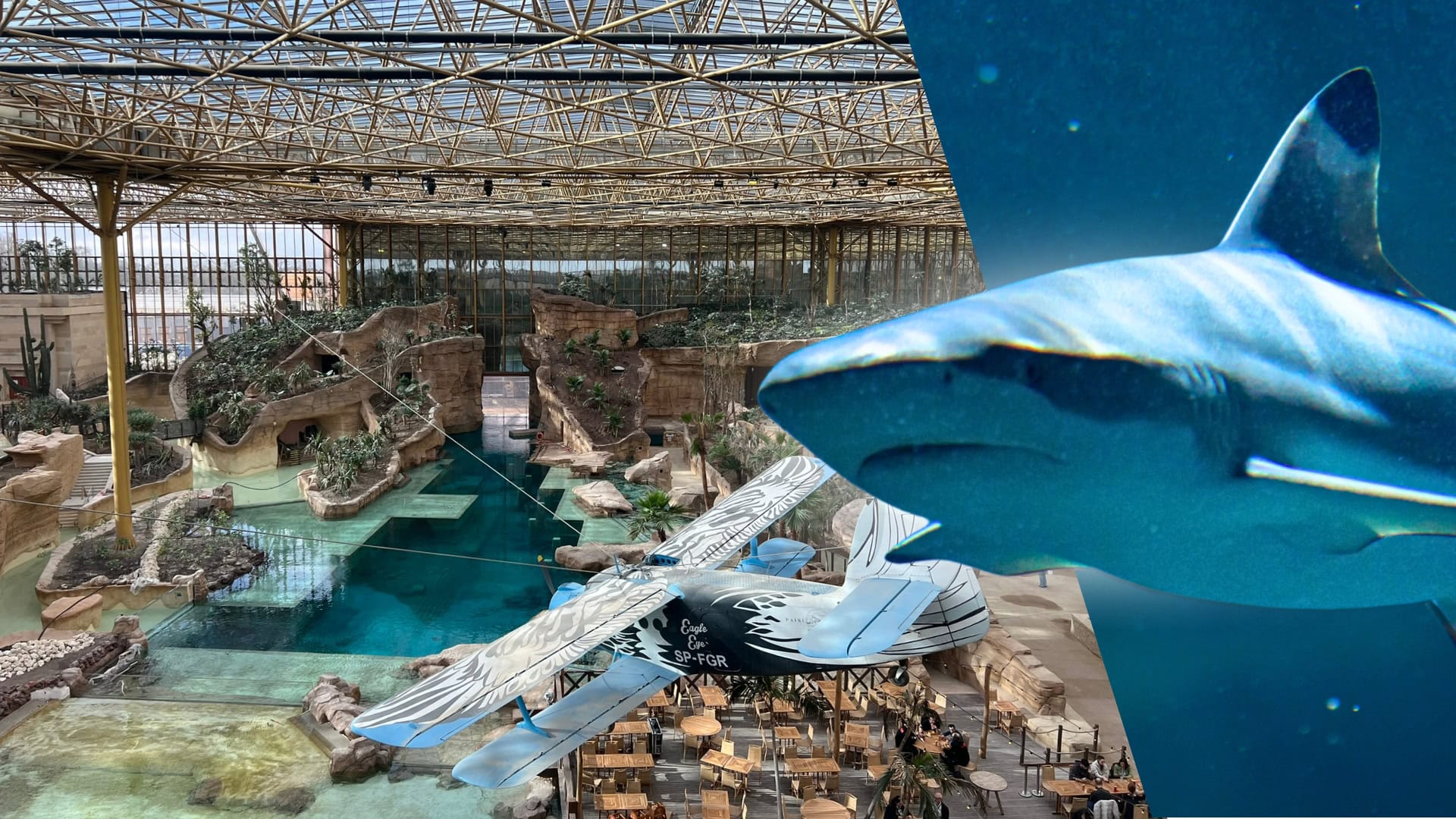 Haaien arriveren in megakas Pairi Daiza, vlak voor opening onderwaterhotel