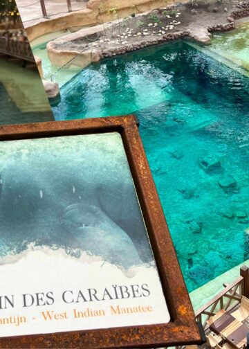 Dierverzorger verklapt waar zeekoeien voor Pairi Daiza vandaan komen