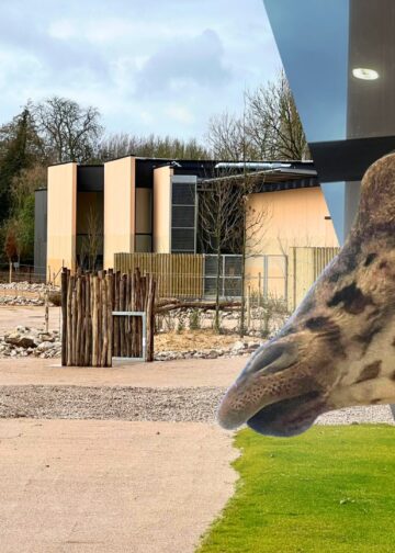 Dit is het nieuwste savannegebied van Europa: giraffes, antilopen en volières