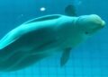 Misvormde beloega sterft in dolfinarium: ‘Heel veel pijn’