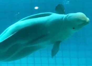 Misvormde beloega sterft in dolfinarium: ‘Heel veel pijn’