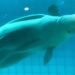 Misvormde beloega sterft in dolfinarium: ‘Heel veel pijn’