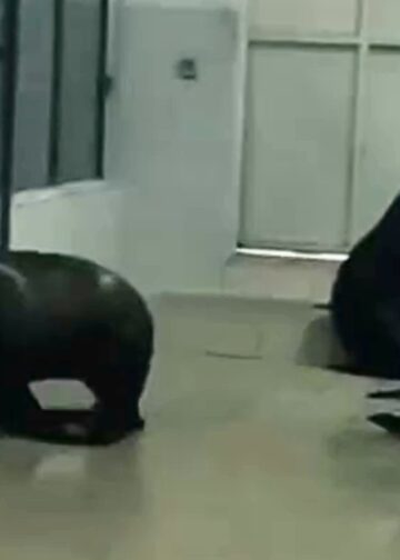 Diergaarde Blijdorp stuurt zeeleeuwen naar omstreden park in Afrika