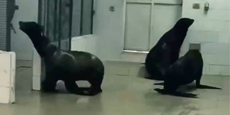 De drie Blijdorp-zeeleeuwen in Afrika / Beeld: Valikstudio, Family Adventures e.a.