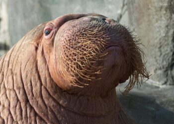 Belangrijkste walrusman in Europese dierentuinen plots dood