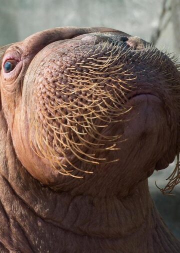Belangrijkste walrusman in Europese dierentuinen plots dood