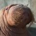 Belangrijkste walrusman in Europese dierentuinen plots dood