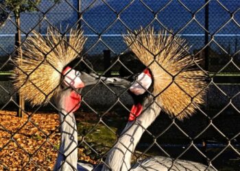 Er is een nieuwe dierentuin in België: boerderij krijgt dierentuinvergunning