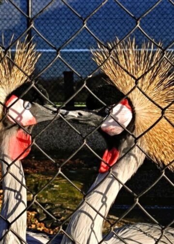 Er is een nieuwe dierentuin in België: boerderij krijgt dierentuinvergunning