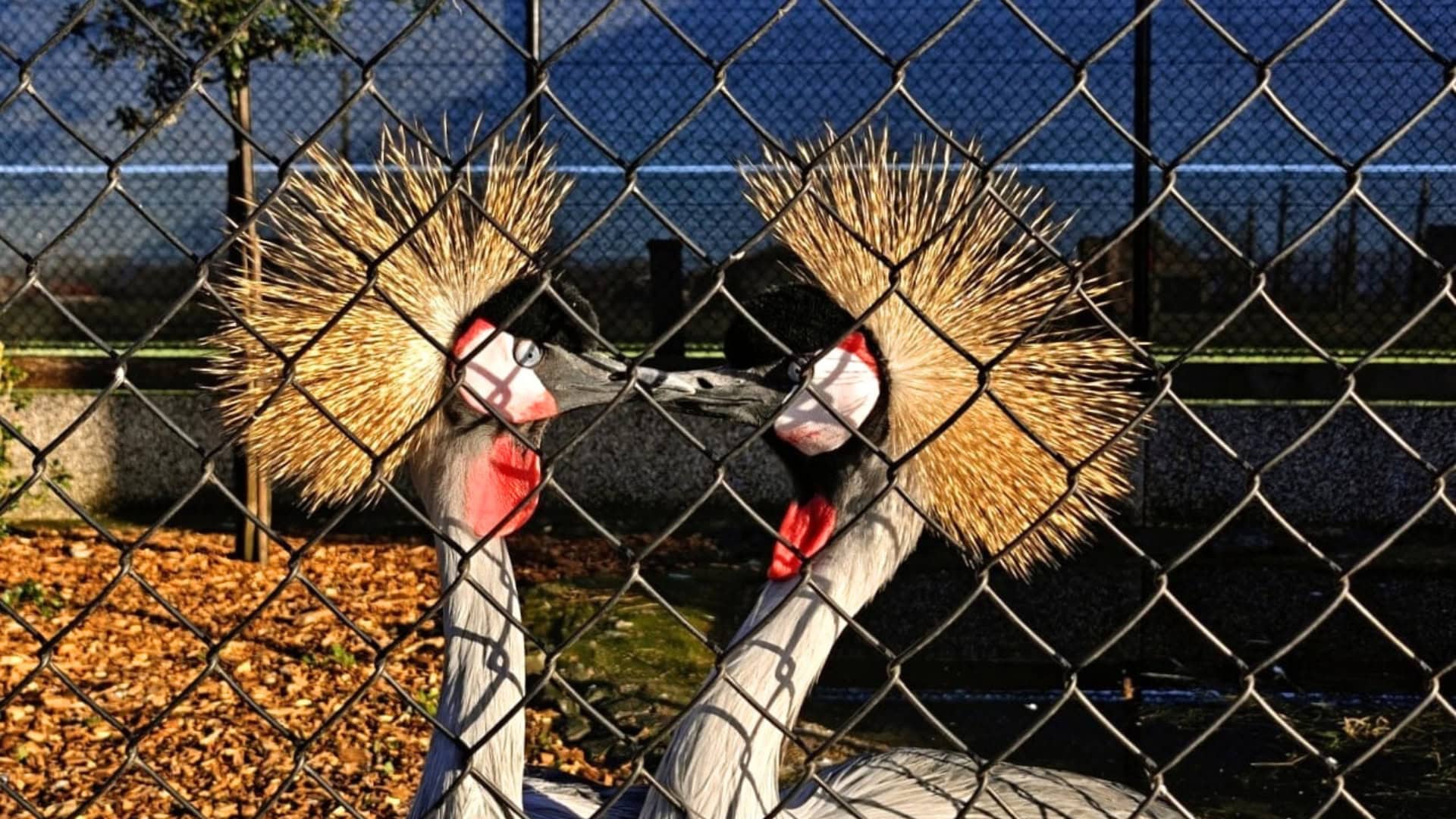 Er is een nieuwe officiële dierentuin in België: boerderij krijgt dierentuinvergunning