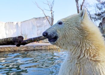 IJsbeer rukt deel van teen eraf: verwonding door kijkruit
