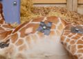 Diergaarde Blijdorp euthanaseert giraffe en gebruikt haar voor onderzoek