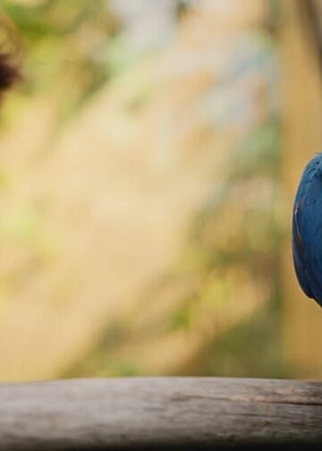 Privédierentuin laat bijna uitgestorven papegaaien aan buitenwereld zien