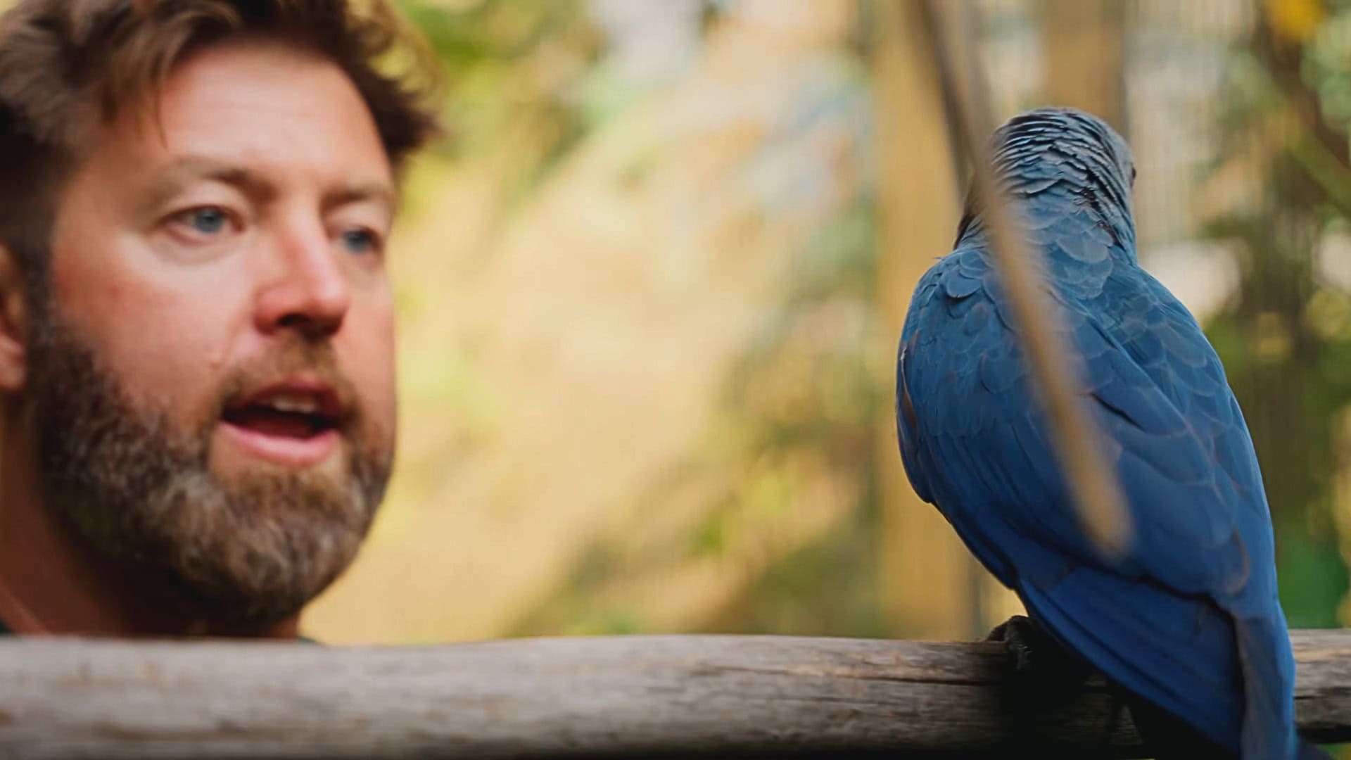 Privédierentuin laat bijna uitgestorven papegaaien aan buitenwereld zien