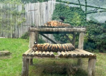 Opmerkelijke dierentuin sluit definitief: verhuurder van dieren voor tv en films