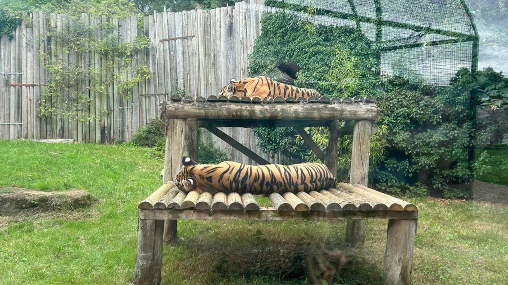 Opmerkelijke dierentuin sluit definitief: verhuurder van dieren voor tv en films