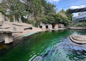 Artis-directeur onthult diersoort die in zeeleeuwenverblijf gehouden gaat worden