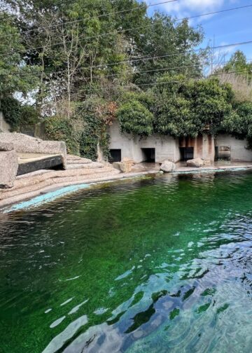 Artis-directeur onthult welke diersoort in oud zeeleeuwenverblijf gehouden gaat worden