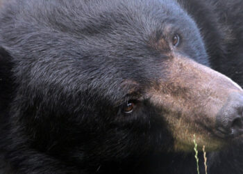 Zwarte beren verdwijnen volgende week uit Nederlandse dierentuinen: ‘Helaas geen grap’