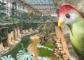 Eerste vogels losgelaten in gigantische Pairi Daiza-kas: meer dan dertig soorten gepland