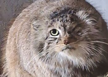 Dierentuin denkt dat iemand manoel opzettelijk heeft laten ontsnappen