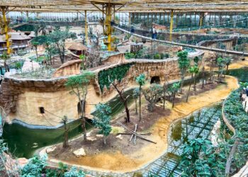 Burgers’ Zoo-directeur verdedigt nieuwe kas Pairi Daiza: ‘Kijk er doorheen!’