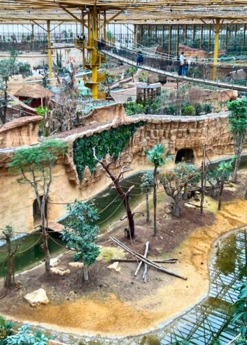 Burgers’ Zoo-directeur verdedigt nieuwe kas Pairi Daiza: ‘Kijk er doorheen!’