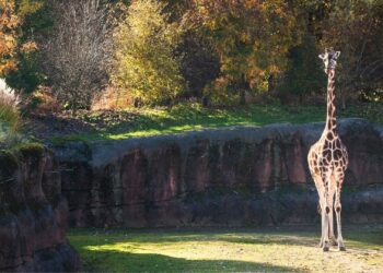 Geen buitenlandse uitbreiding voor Burgers’ Zoo na grote overname