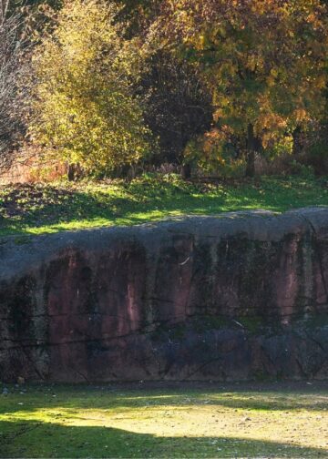 Geen buitenlandse uitbreiding voor Burgers’ Zoo na grote overname