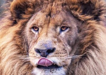 Leeuwen tijdelijk overgebracht naar Pairi Daiza, afkomstig van collegapark