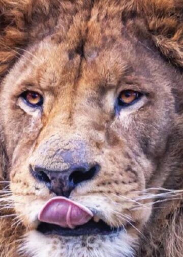 Leeuwen tijdelijk overgebracht naar Pairi Daiza, afkomstig van collegapark