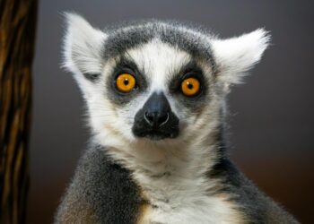 Makiverblijf in Blijdorp niet langer gratis: bezoekers moeten straks betalen