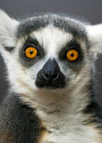 Makiverblijf in Blijdorp niet langer gratis: dierentuin wil bezoekers laten betalen