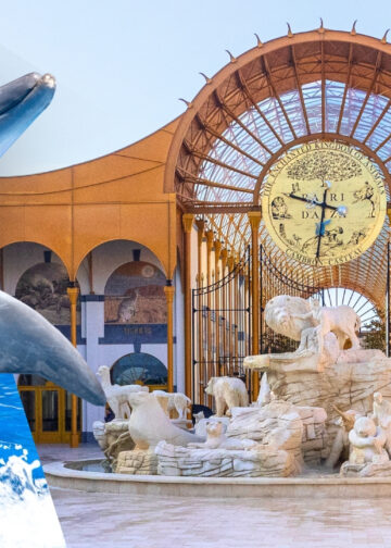 Dolfijnen naar Pairi Daiza? Dierenrechtenorganisaties slaan alarm over wetswijziging