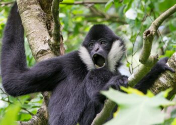 Bezoekersaantal Apenheul hardst gedaald van alle NVD-dierentuinen in 2025