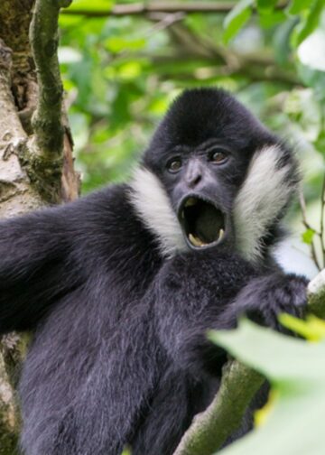 Bezoekersaantal Apenheul hardst gedaald van alle NVD-dierentuinen in 2025